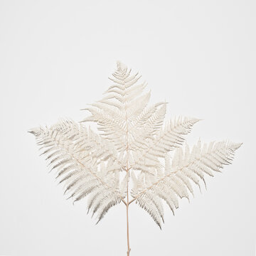 White Fern