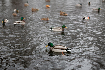 Many wild ducks on the pond