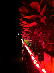 Bush surreally illuminated by red Christmas lights in a front garden at night.