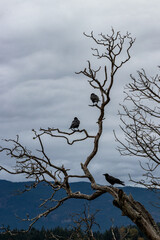 Black crows on a branch