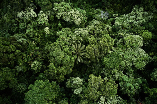Fototapeta Aerial view of tropical lush jungle canopy
