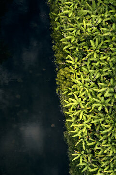 Aerial view of Banana Leaf trees next to River