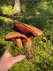 mushroom in the forest