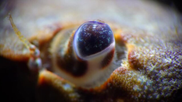 Close-up, faceted crab eye Jaguar round crab (Xantho poressa). Black Sea