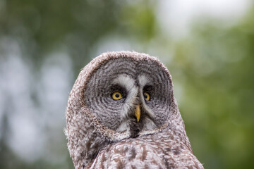 Great grey owl (Strix nebulosa) face. Bird facial disc close-up. Nature image