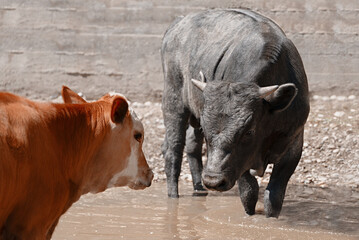 Fototapeta premium Close-up of a bull next to a cow. Bull as a symbol of the New Year and Christmas 2021. Happy new year concept. Selective focus.