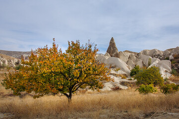 Yellow autumn tree against the background of the Cappadocian landscapes. Turkey