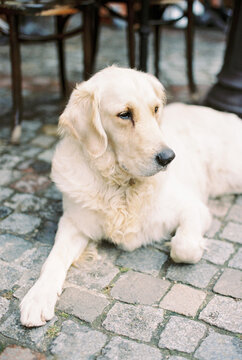 golden retriever
