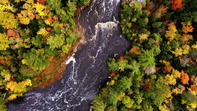 Aerial look down flying above the lower Tahquamenon Falls in upper Michigan with colorful fall foliage and evergreen trees lining the river banks.