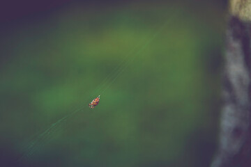 spider on the web