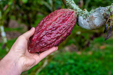 Hand picking fruit from cocoa plant