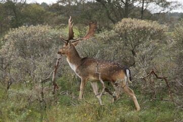 A large fallow deer with antlers in the Dutch green dunes