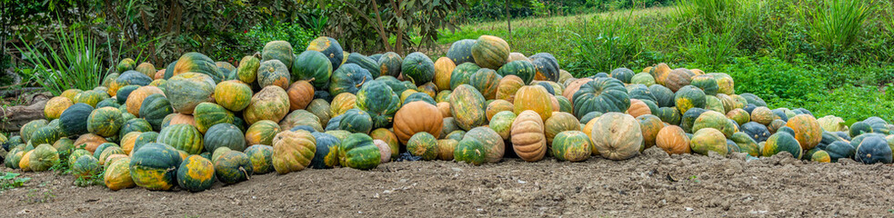 Panoramic view of harvested pumpkins