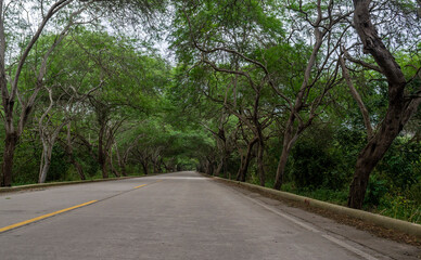 Fototapeta na wymiar Trees covering a country road