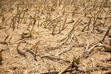 Harvested field of sugar cane