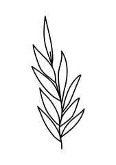 plant with many leaves over a white background