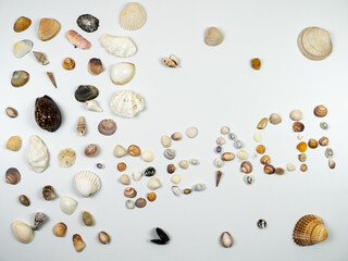 Shells composition. Shells on white background. Beach concept. Flat lay, top view