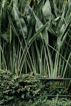 Front fence