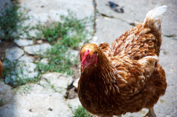 Brown egg-laying hen walking on the concrete alley at the farm