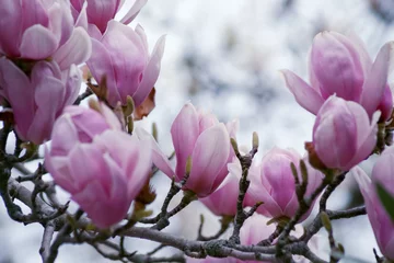 Foto op Canvas magnolia tree blossom © Елена Желяева