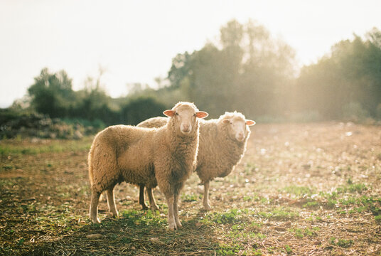 sheep