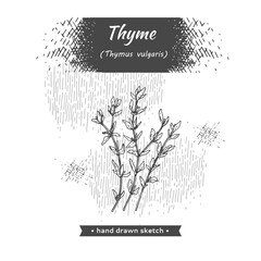 Bunches of sprig of thyme with leaves .