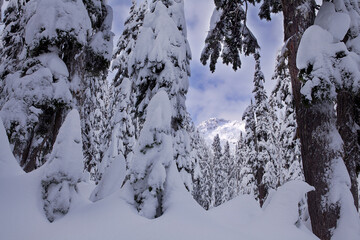 Winter wonderland scene of snow-covered evergreen trees and mountain peak in Snoqualmie Pass, WA

