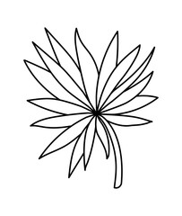 plant with many leaves on a white background