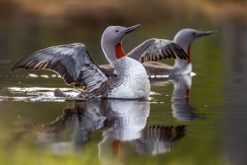 Sterntaucher (Gavia stellata)