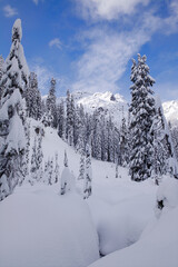 Vertical view of winter wonderland scene of snow-covered evergreen trees and mountain peak in Snoqualmie Pass, WA
