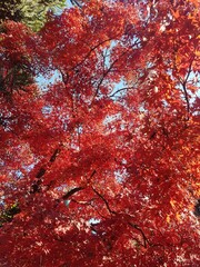 red maple leaves