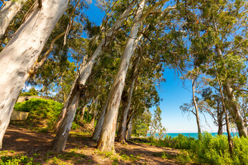 Beautiful landscape with eucaliptus trees and sunlight