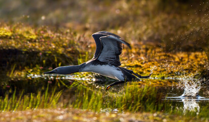 Sterntaucher (Gavia stellata)