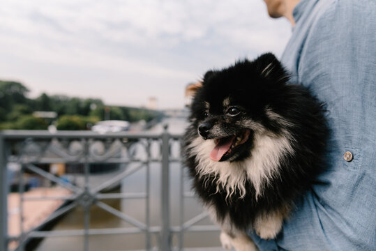 pomeranian spitz on walk