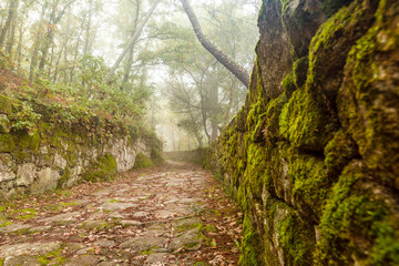 Forest stone road path in Galicia, Spain