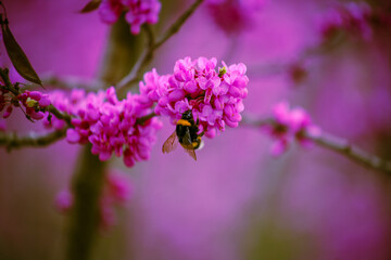 bee on flower