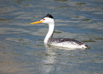 Clark's Grebe