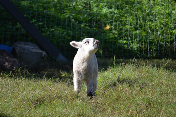 sheep in the field