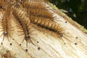 Young Taturana caterpillars clustered on a tree trunk. Contact with multiple caterpillars can result in more significant envenomation. Brazilian rainforest, Pedra Branca village, State of Pará, Brazil