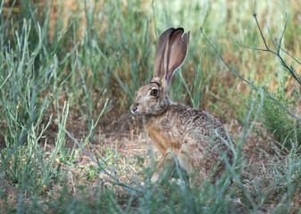 Black-tailed Jack Rabbit