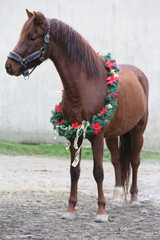 Beautiful portrait of a young saddle horse in christmas wreath decoration christmas time