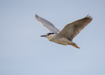 Black-crowned Night Heron