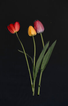 Tulips in a river