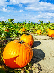 pumpkins on a field