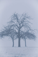 Trees in the snow on a foggy day