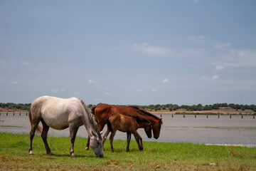 Wild horses grazing in the marsh