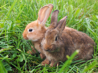 Two rabbits. Portrait of animals in nature