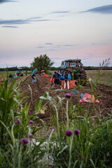 cosecha de papa en campo con tractor y trabajadores golondrinas cordoba argentina