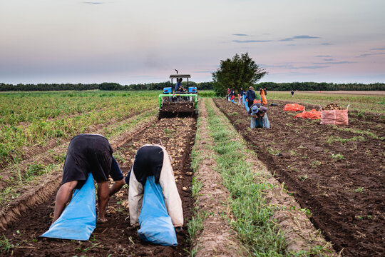 cosecha de papa en campo con tractor y trabajadores golondrinas cordoba argentina