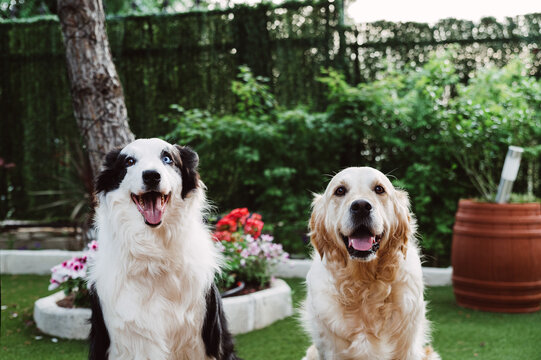 Happy purebred dogs sitting in garden